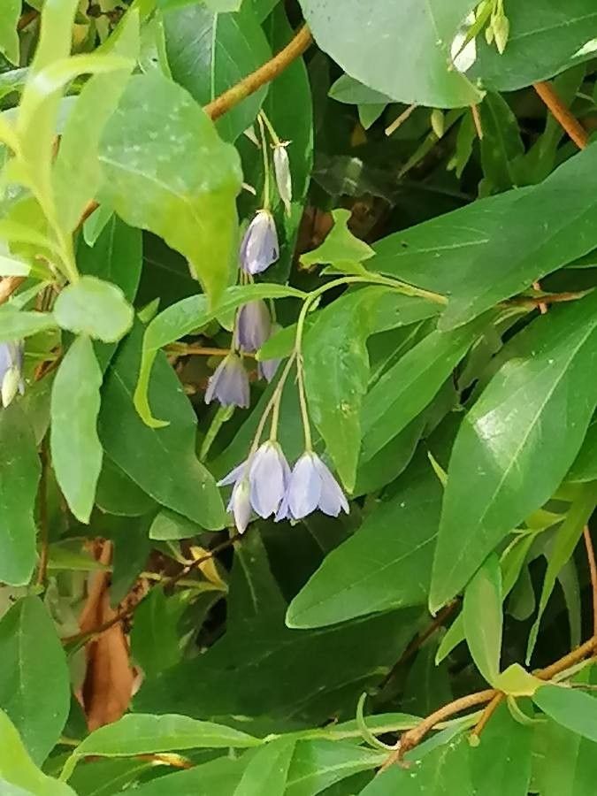 Billardiera heterophylla habit