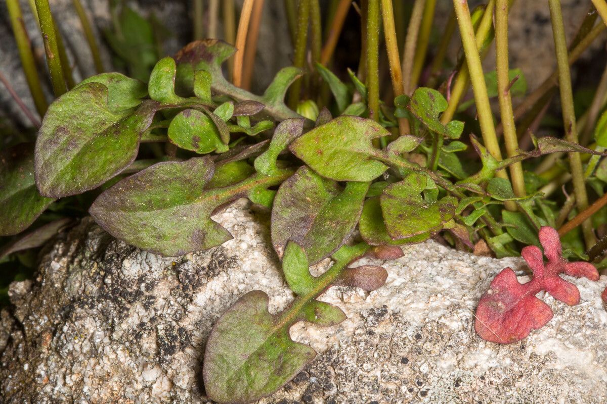 Hypochaeris robertia leaf