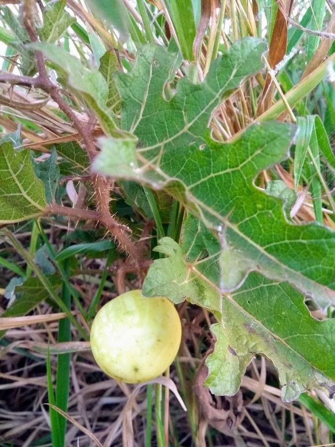 Solanum palinacanthum fruit