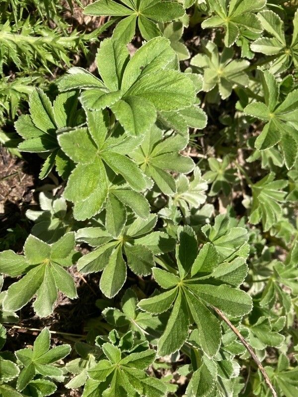 Potentilla valderia — search result for 'Potentilla'