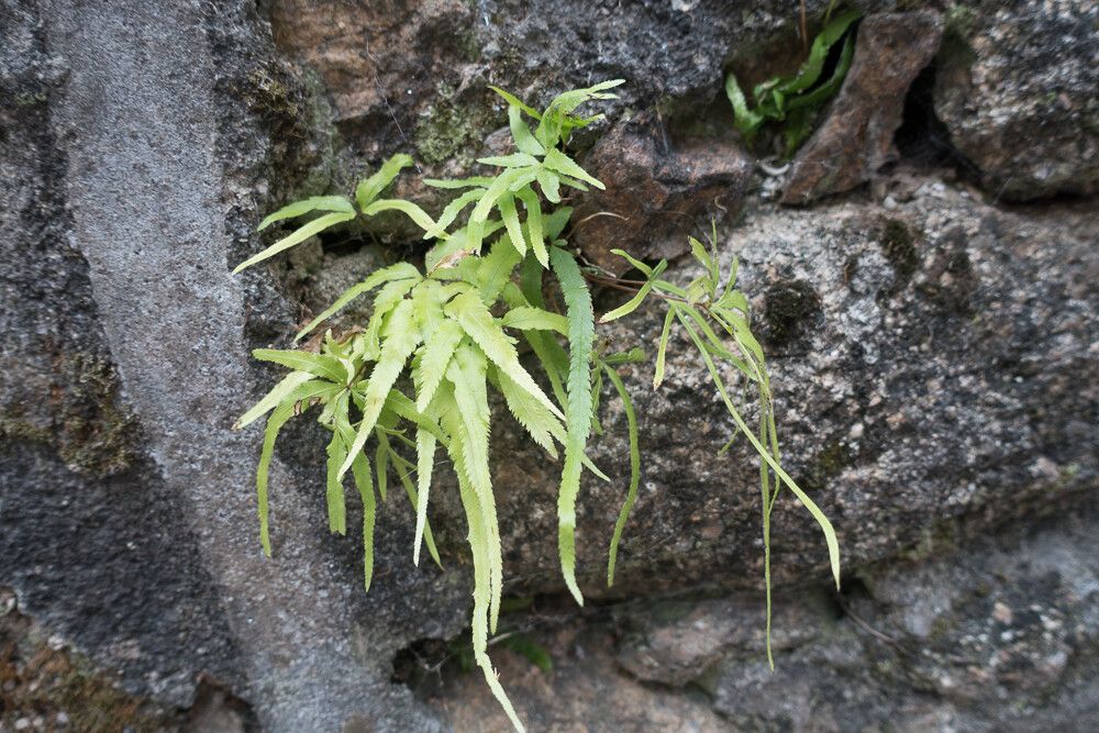 Pteris multifida — search result for 'Pteris'