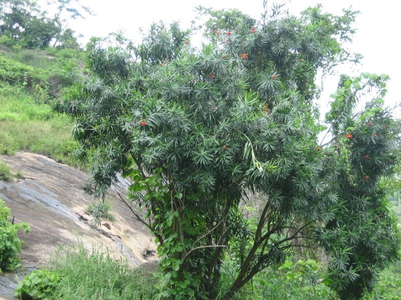 Dracaena mannii habit