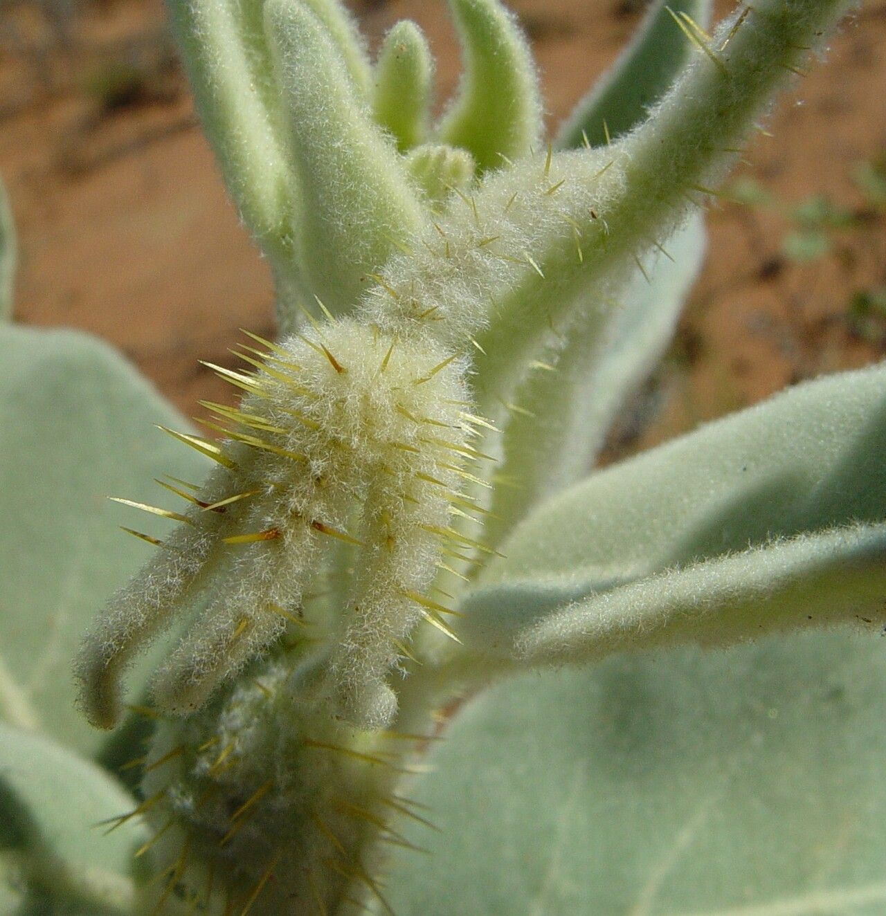 Solanum beaugleholei — houseplant care guide