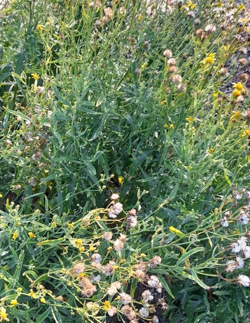 Jacobaea lycopifolia habit