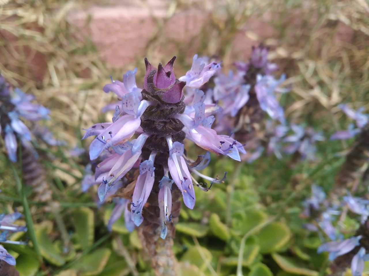 Plectranthus caninus flower