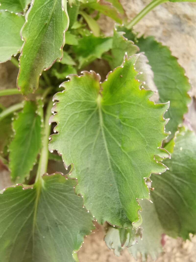 Campanula pyramidalis — search result for 'Campanulaceae'