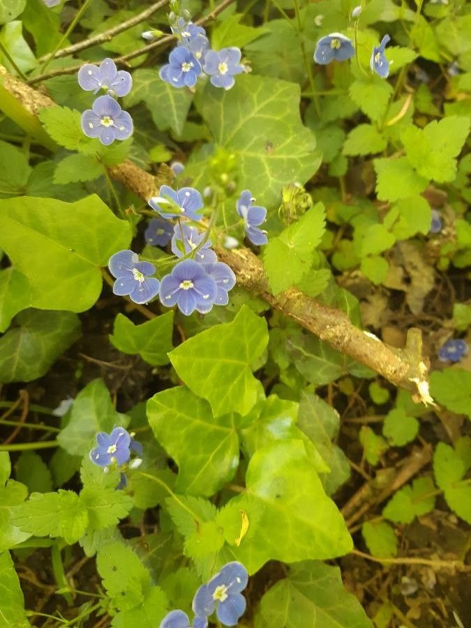 Veronica americana flower
