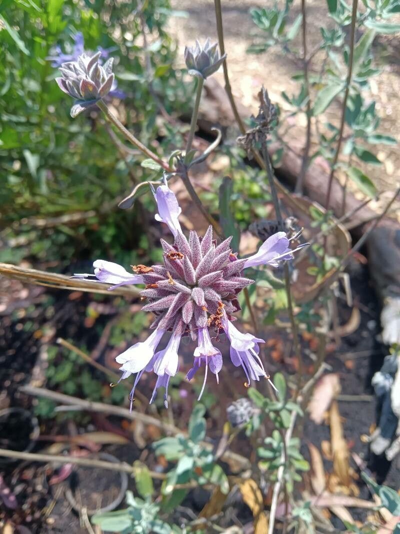 Salvia clevelandii flower