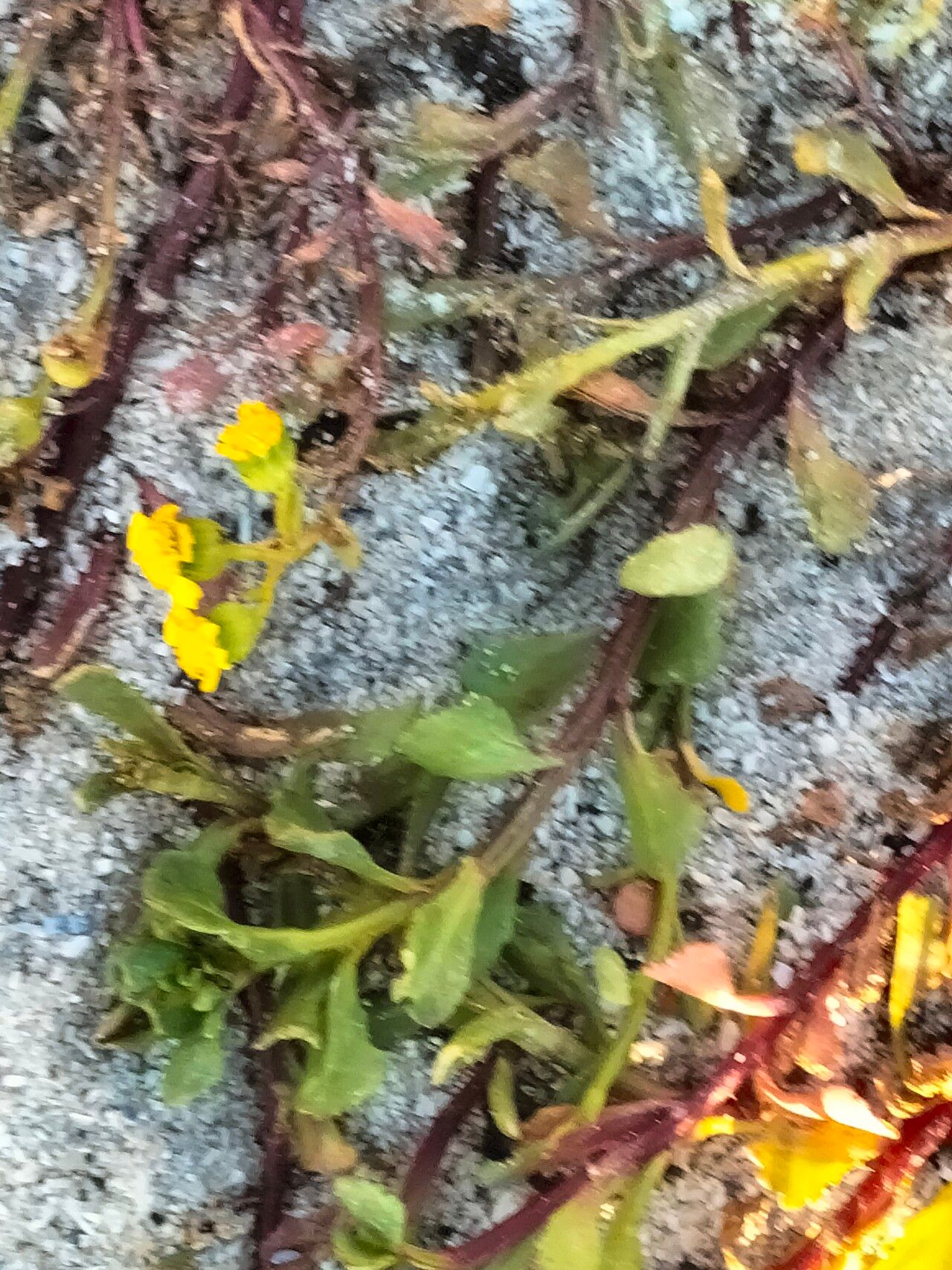 Senecio maritimus flower