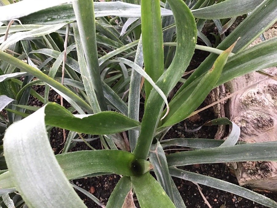 Aechmea pineliana — search result for 'Aechmea'