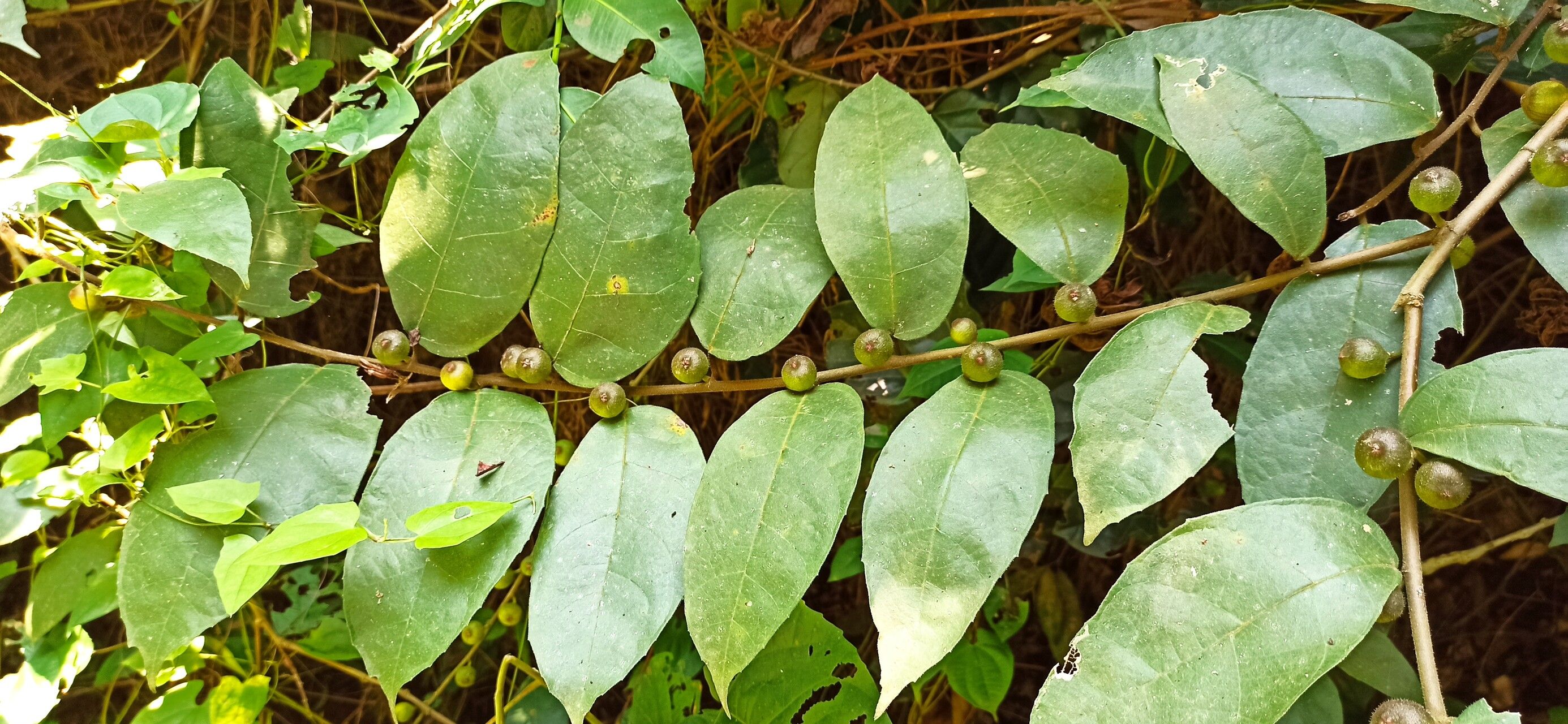 Ficus asperifolia leaf