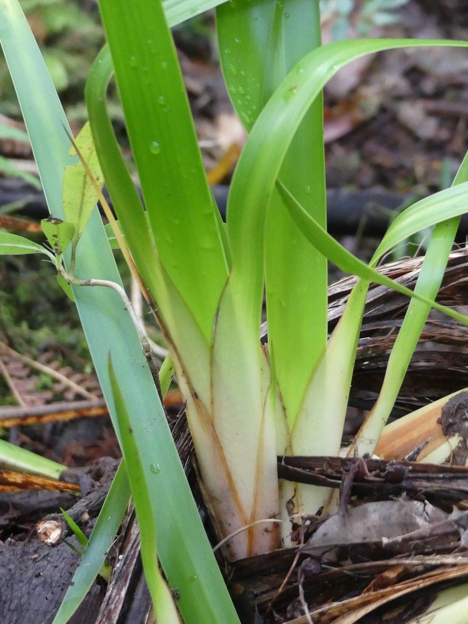 Machaerina iridifolia bark