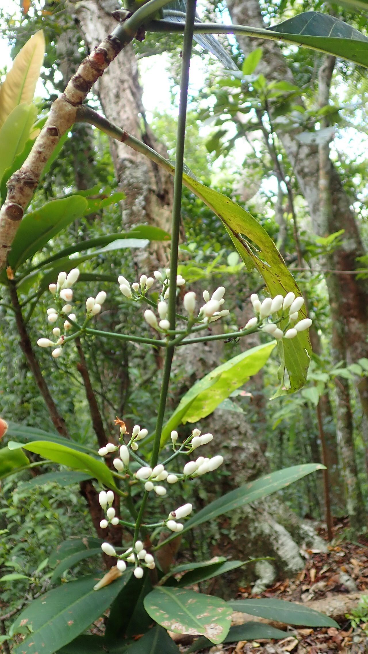 Psychotria calothyrsa flower