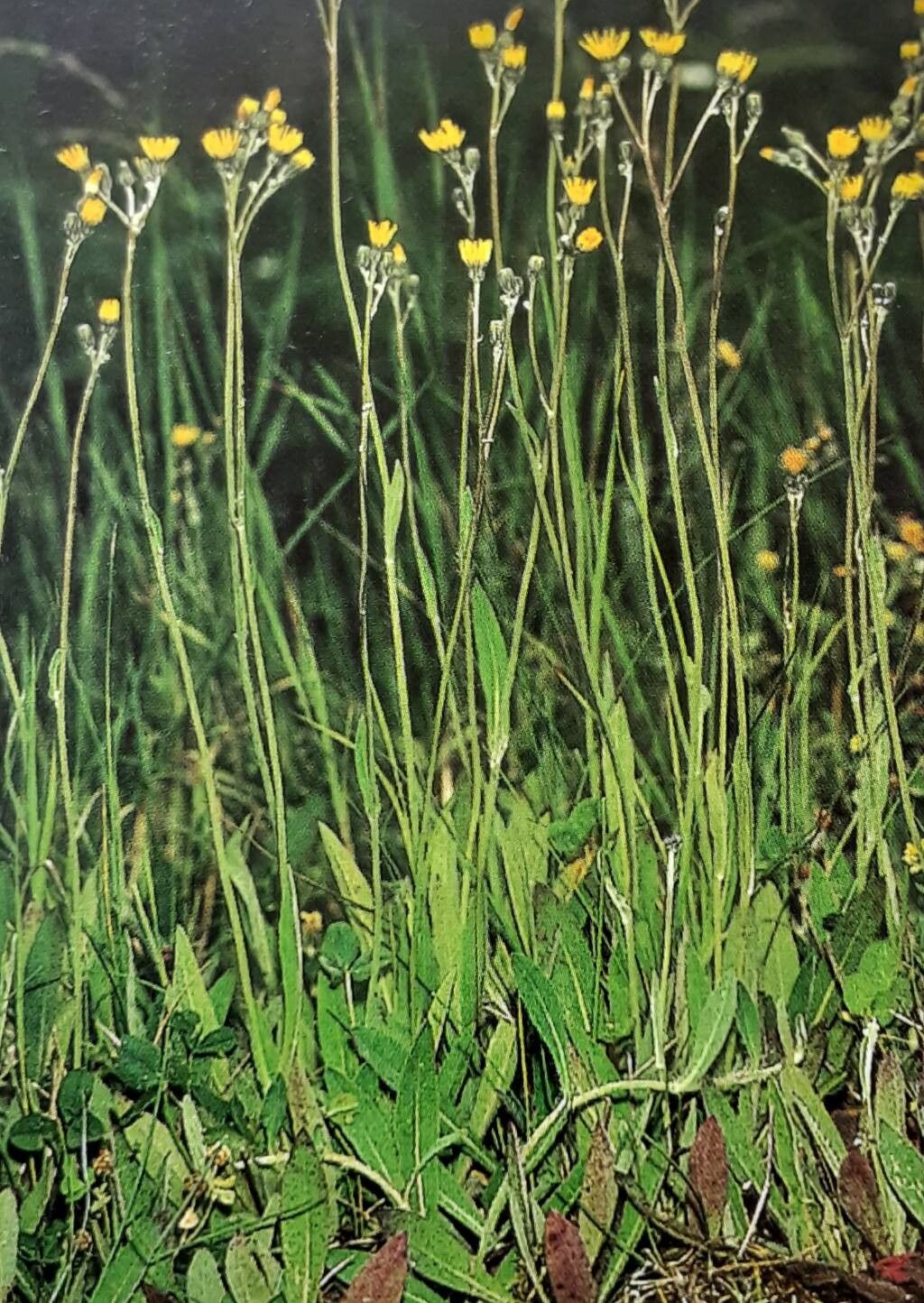 Pilosella fallacina — search result for 'Pilosella'