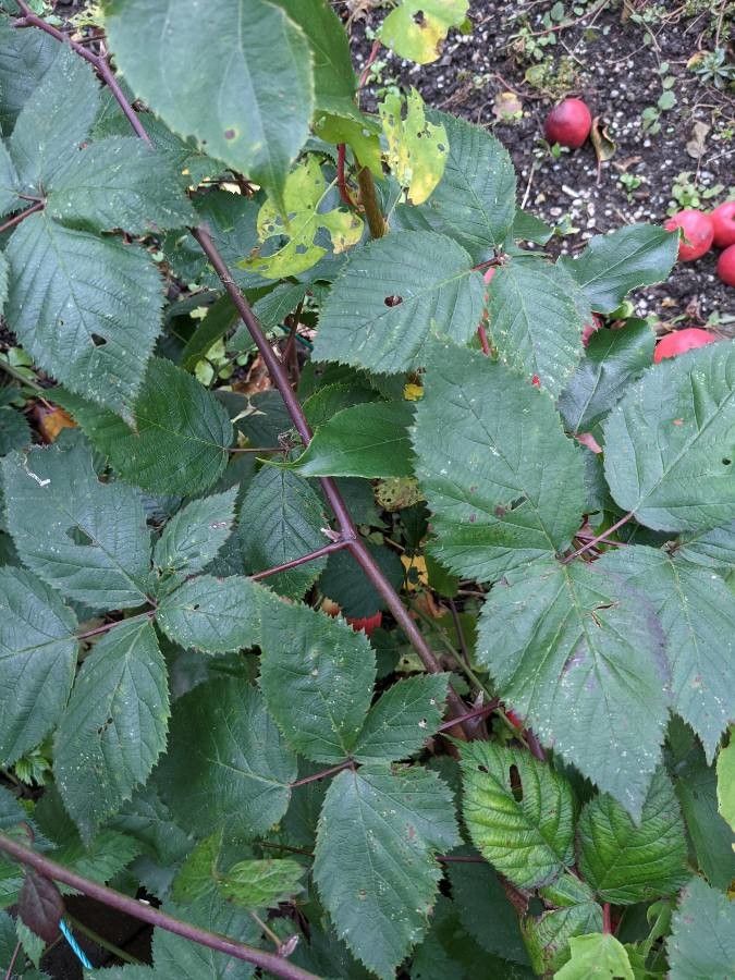 Rubus gratus leaf