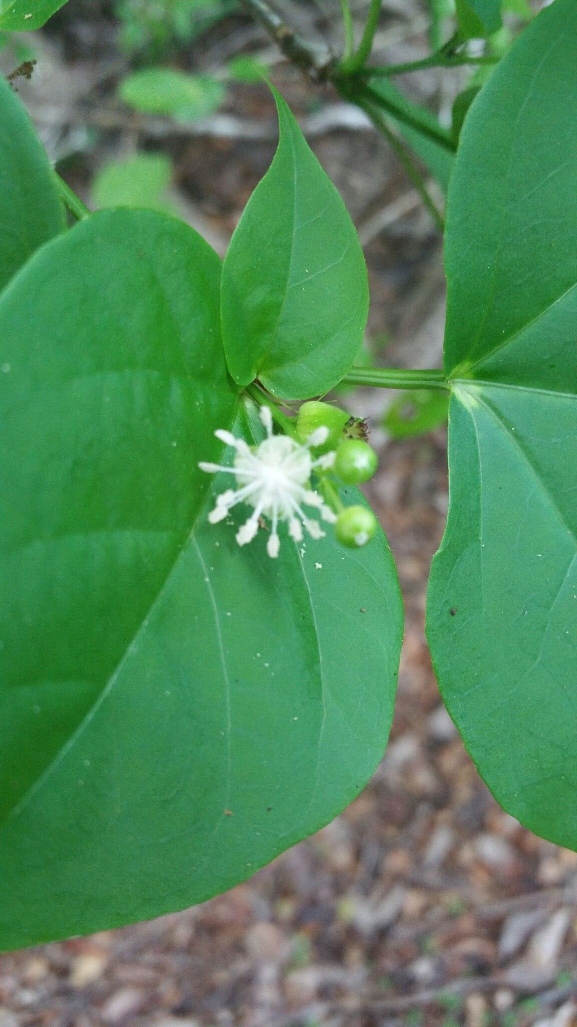 Croton bemaranus flower