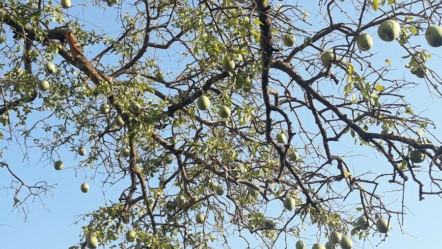 Aegle marmelos fruit