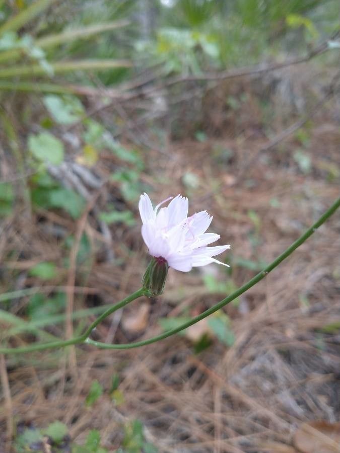 Lygodesmia aphylla flower