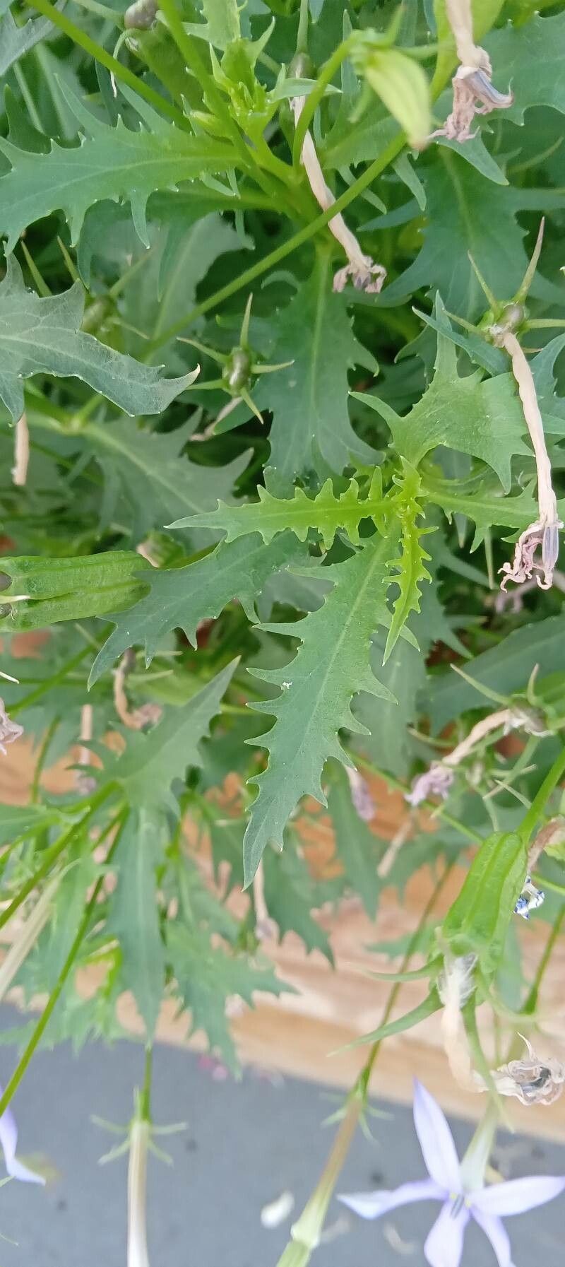 Isotoma axillaris leaf