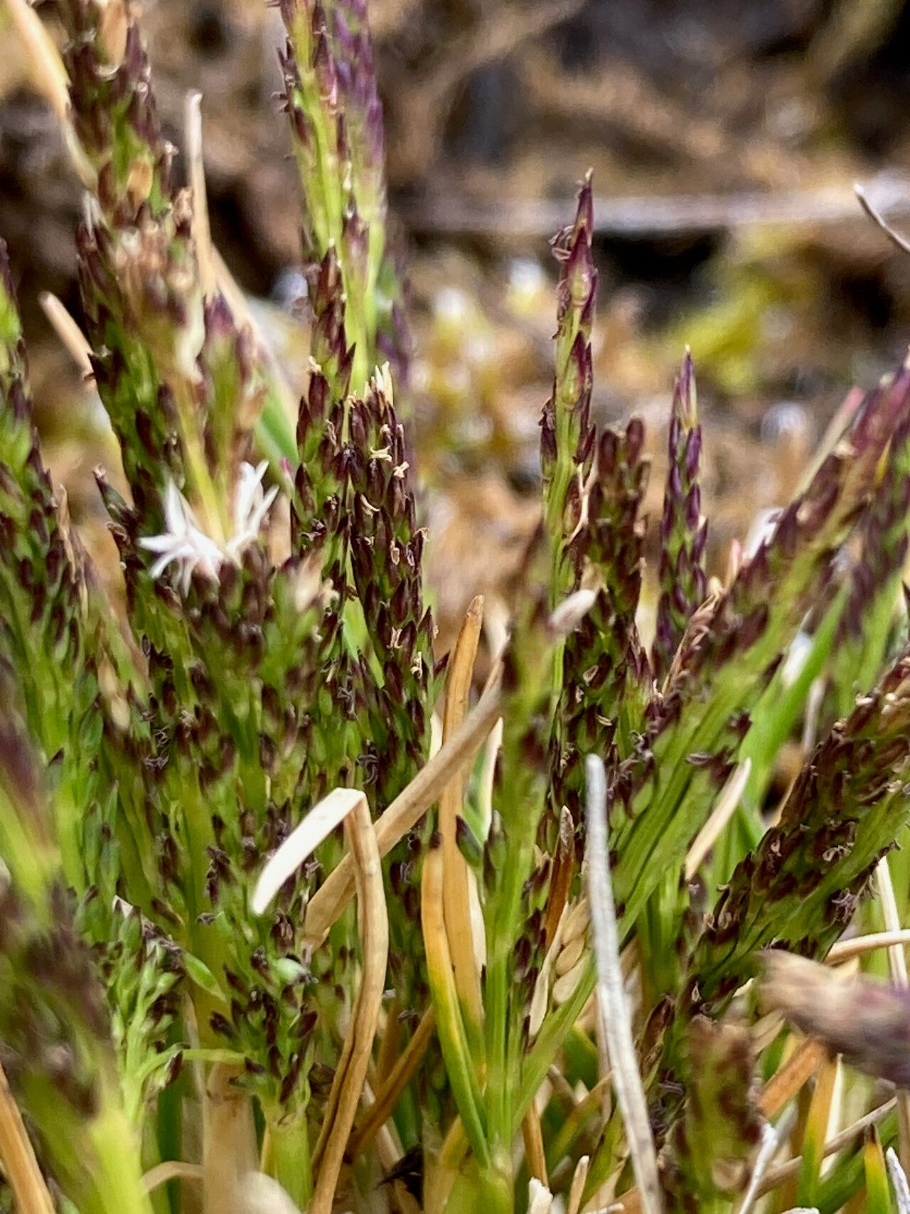 Muhlenbergia peruviana flower