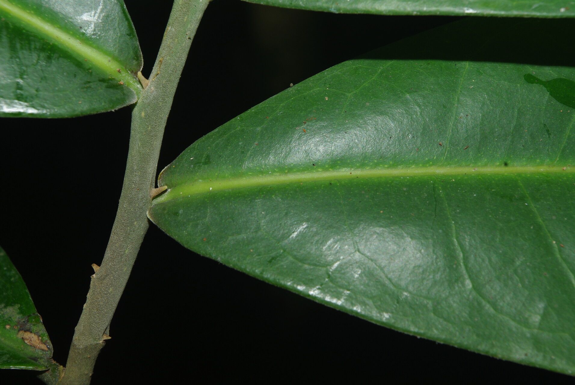 Duguetia dilabens leaf
