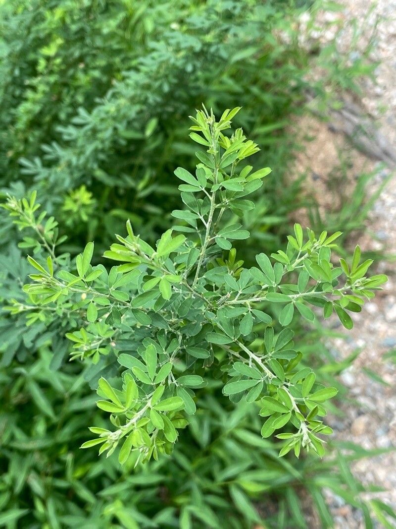 Lespedeza cuneata