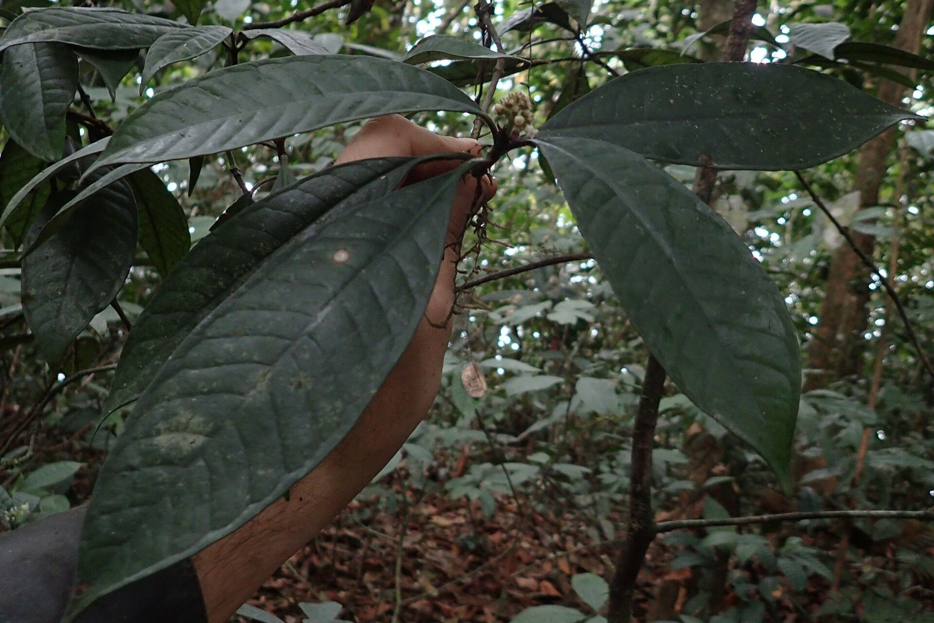 Psychotria villicarpa habit