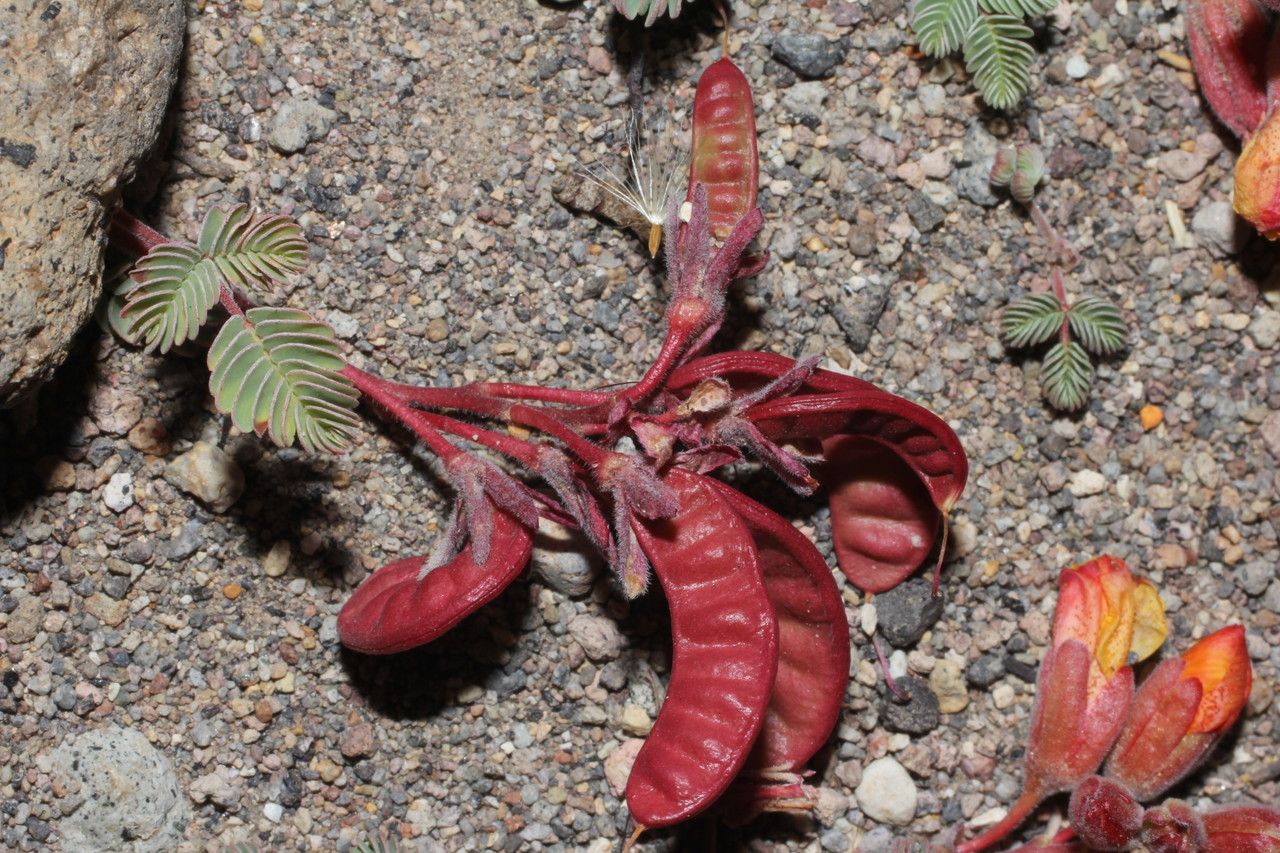 Hoffmannseggia minor fruit