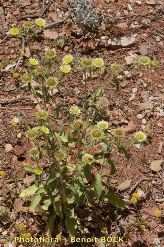 Pallenis cuspidata habit