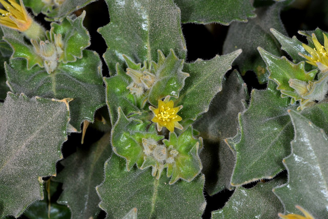 Mentzelia reflexa — houseplant care guide