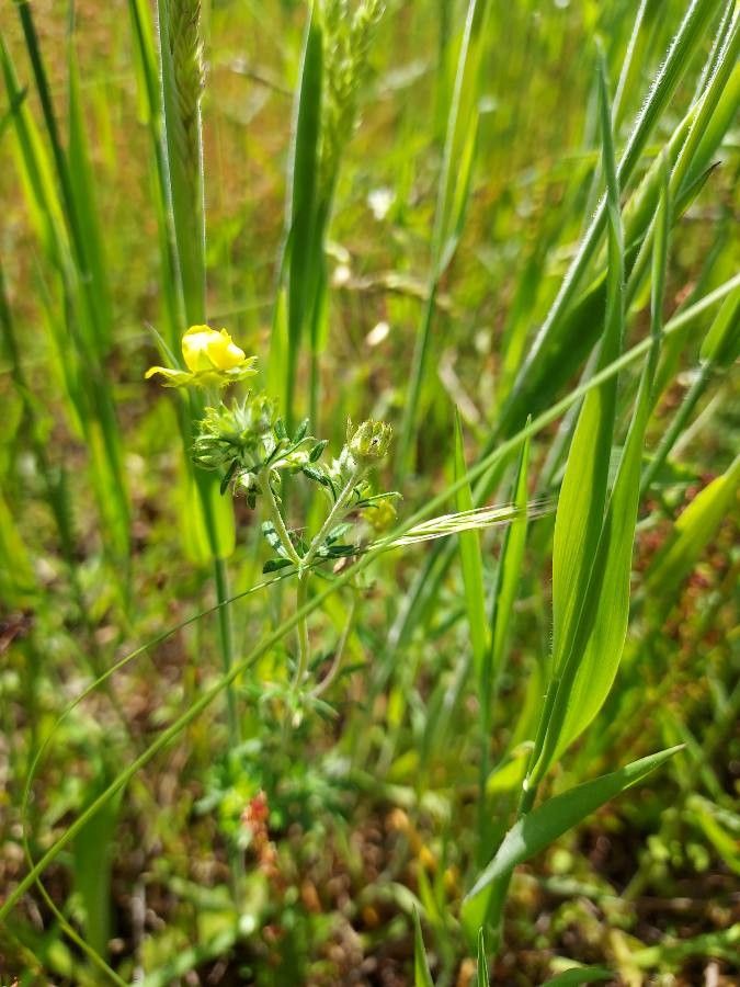 Potentilla neglecta flower