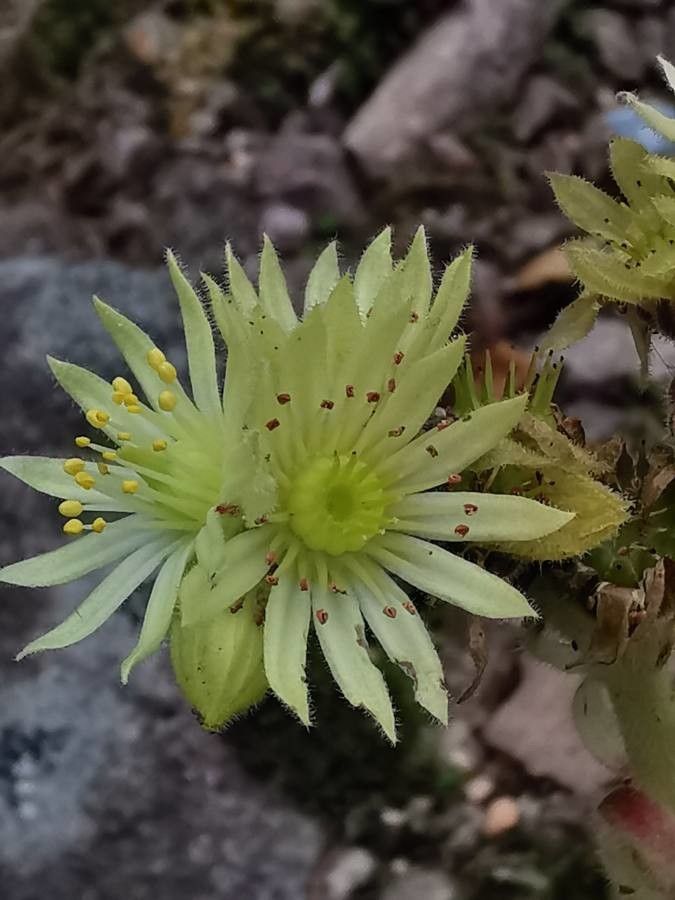 Sempervivum marmoreum flower
