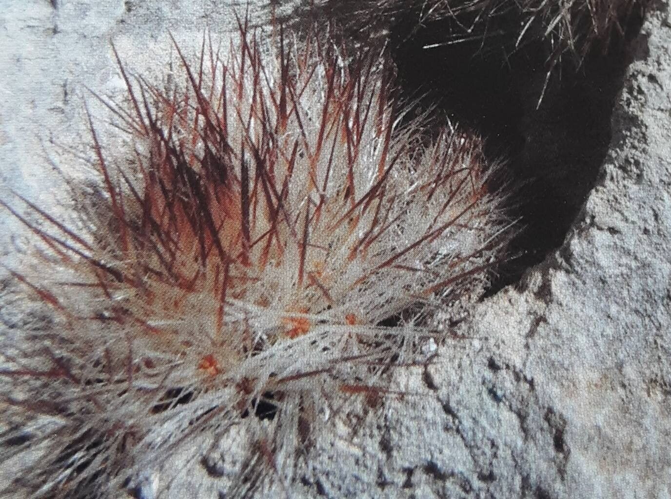 Mammillaria pilispina — houseplant care guide