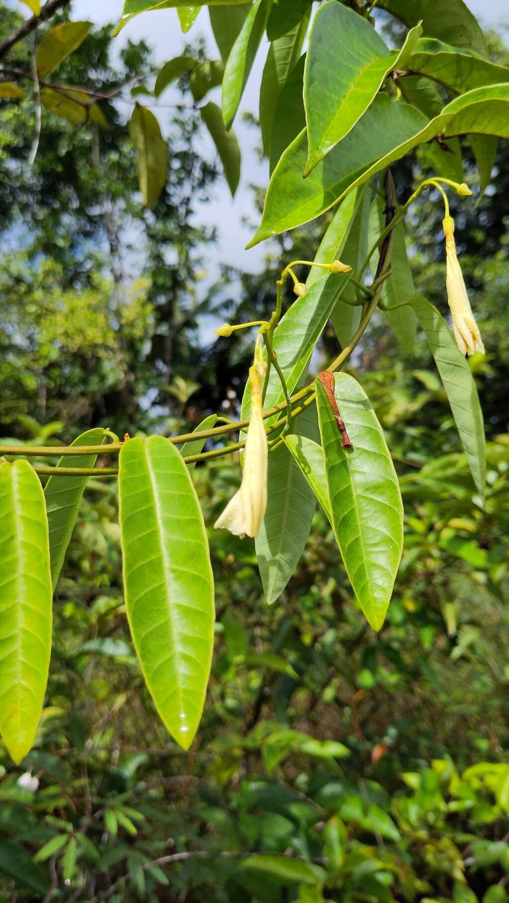 Odontadenia nitida — houseplant care guide