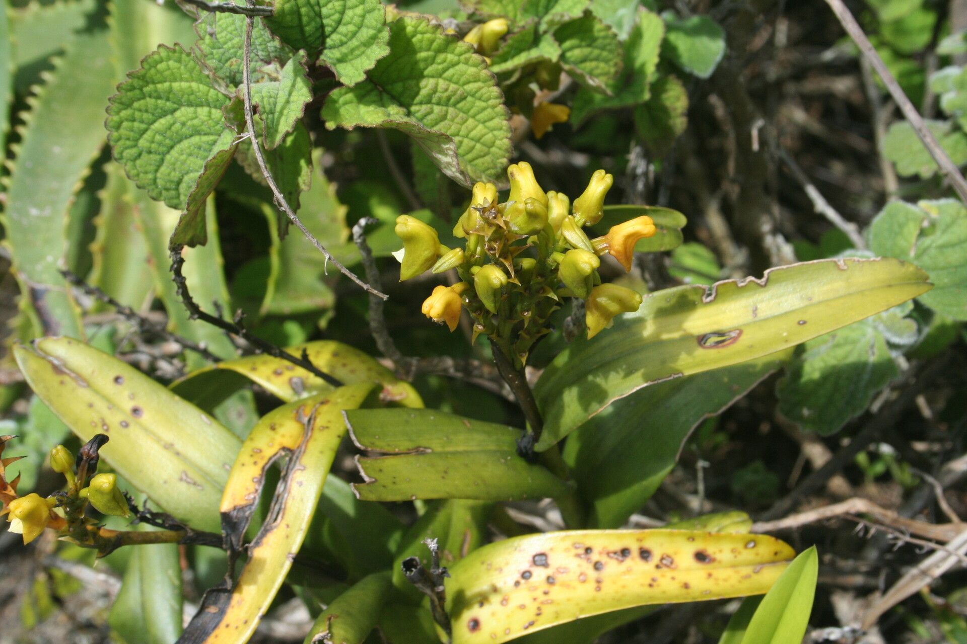 Polystachya transvaalensis — houseplant care guide