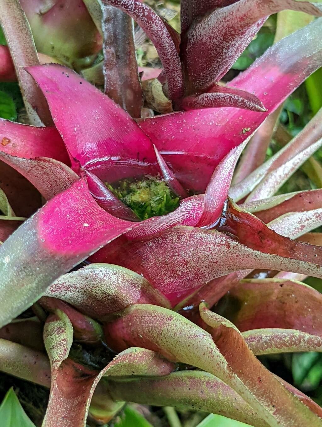 Neoregelia pineliana flower
