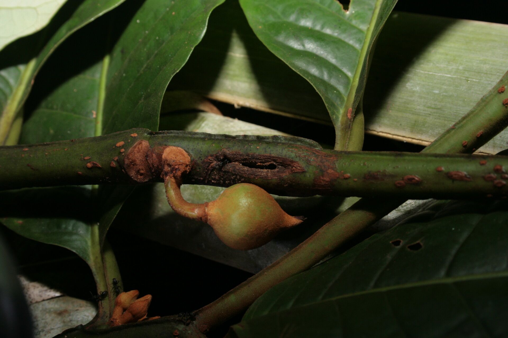 Myristica subalulata — houseplant care guide