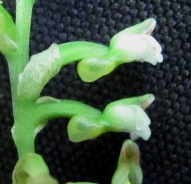 Platythelys maculata fruit