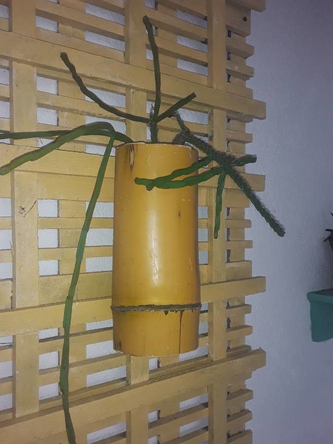 Rhipsalis trigona leaf