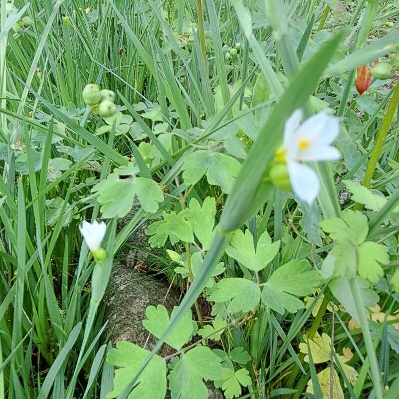 Sisyrinchium albidum bark