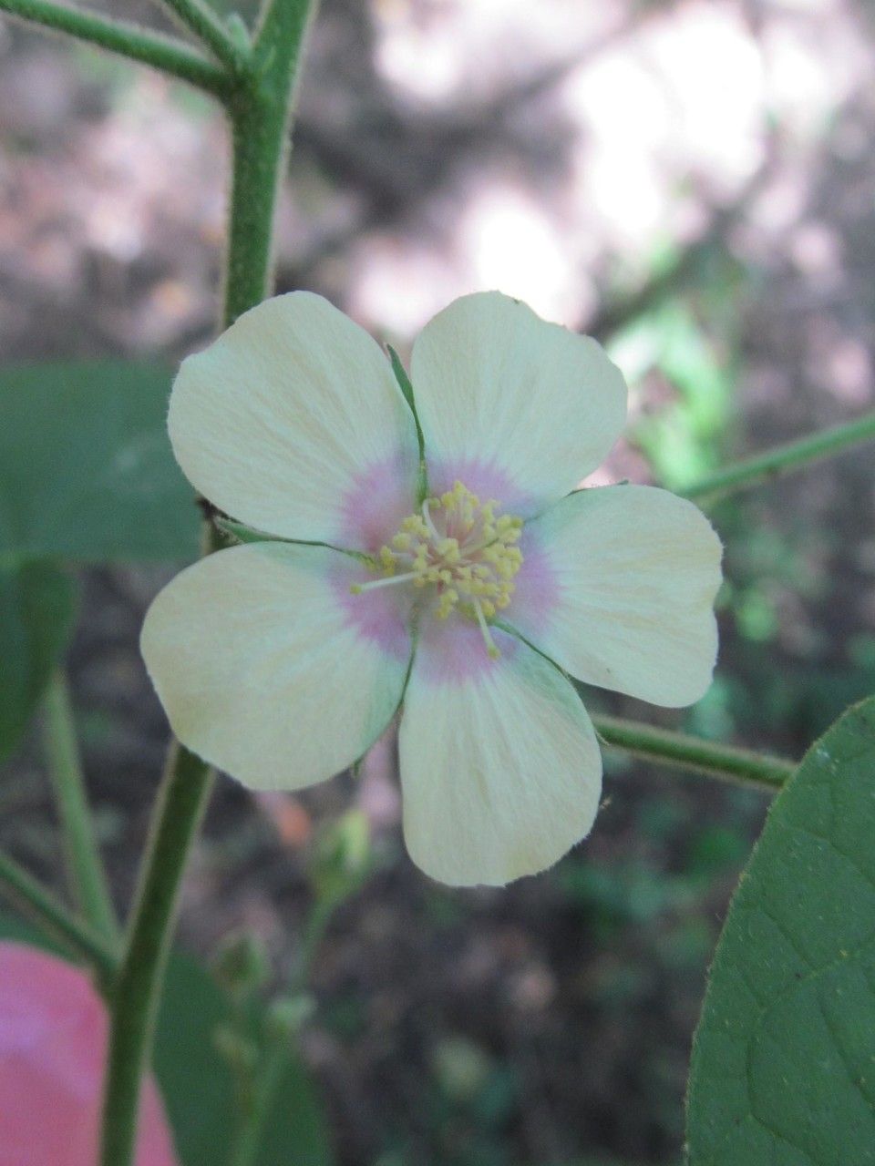 Abutilon percaudatum — search result for 'Abutilon'