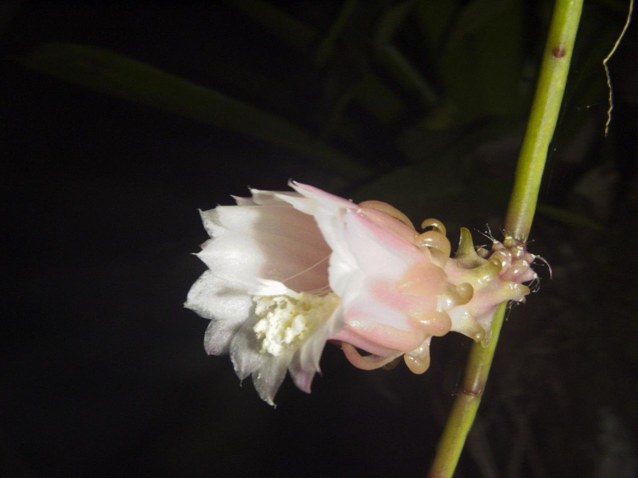 Weberocereus tunilla — search result for 'Nicaragua'