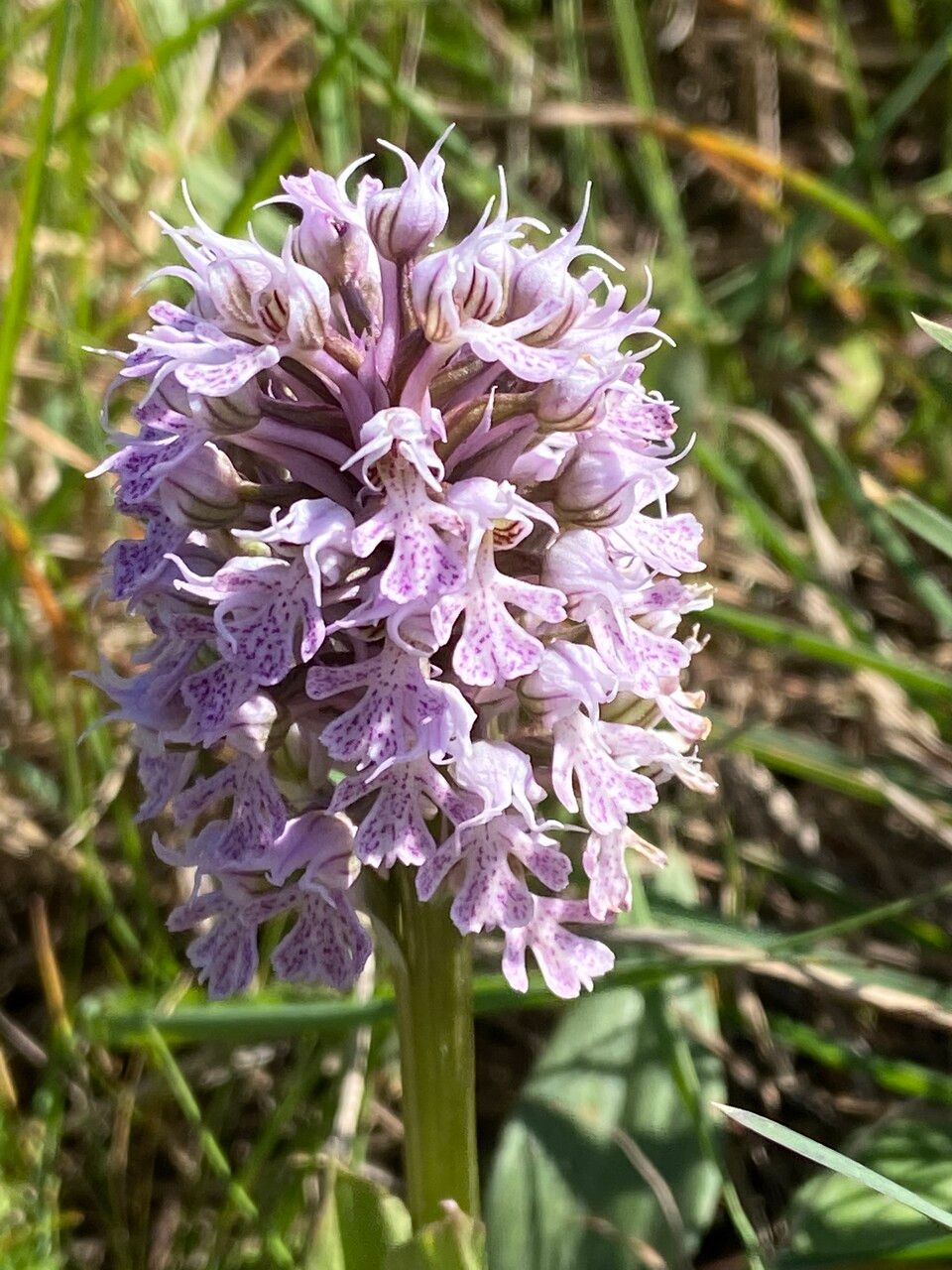 Neotinea conica flower