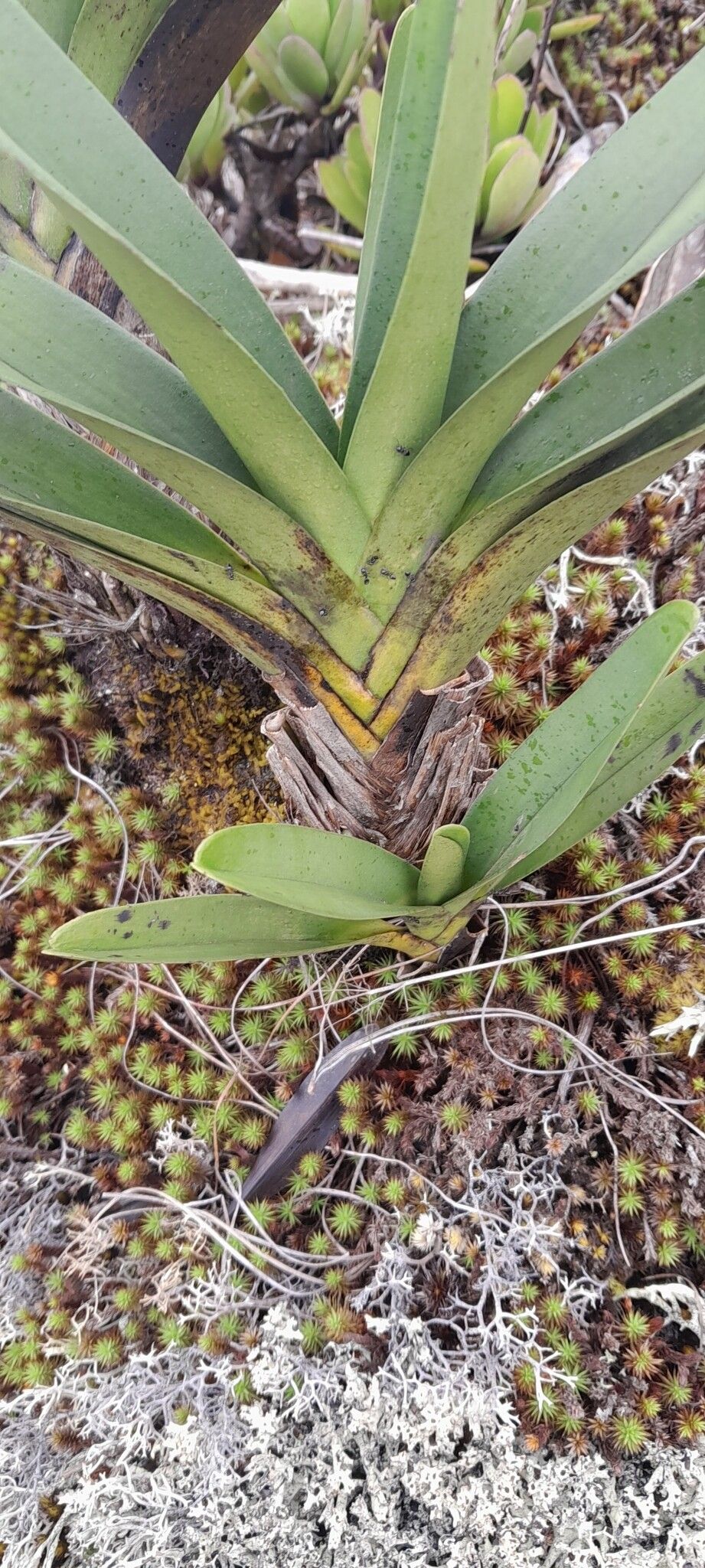 Jumellea maxillarioides — houseplant care guide