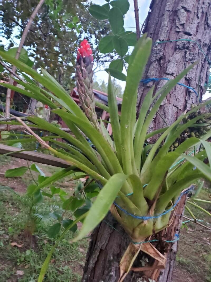 Quesnelia quesneliana — houseplant care guide