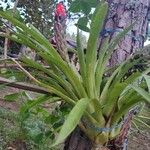 Quesnelia quesneliana