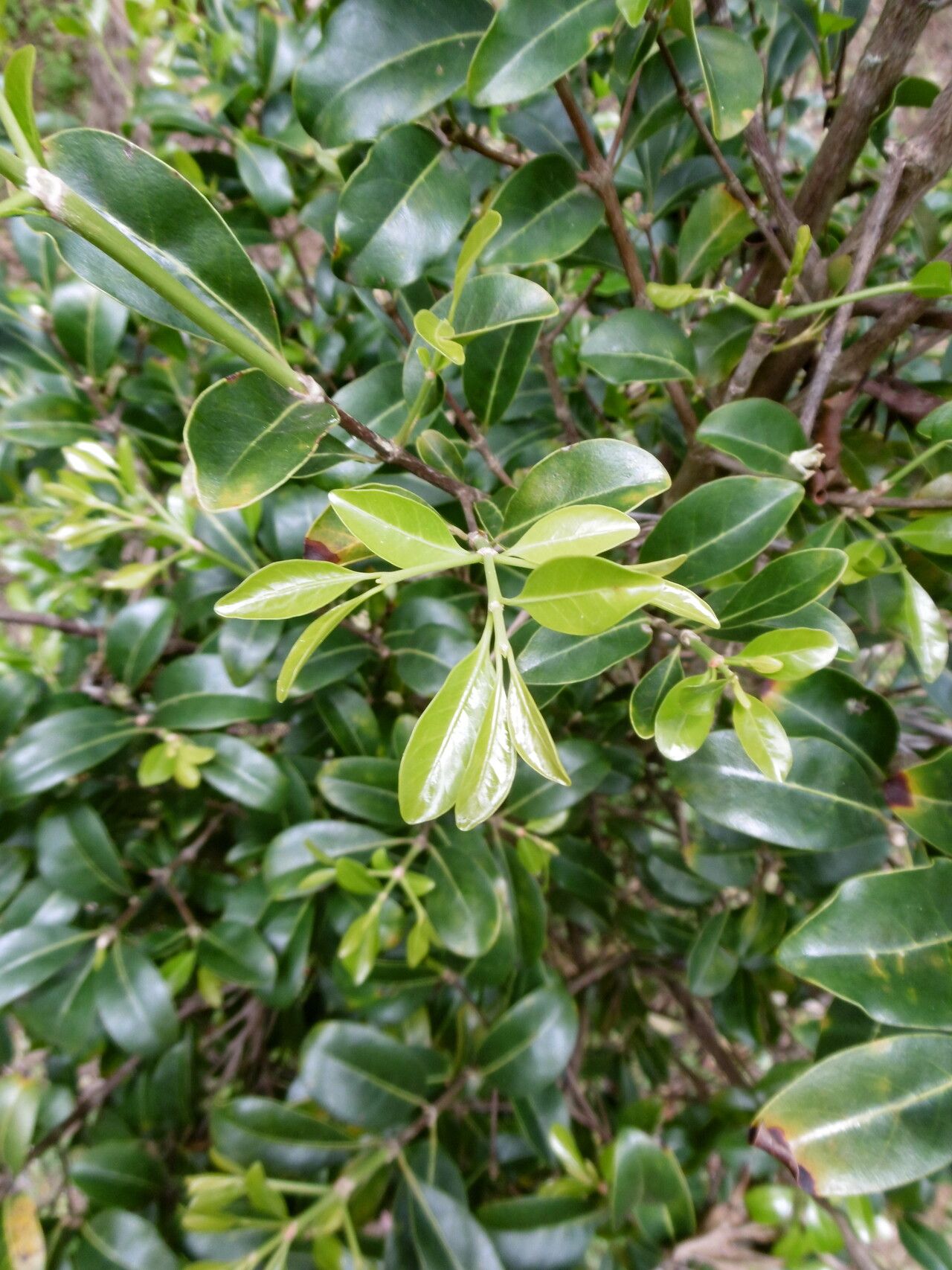 Coffea tsirananae — houseplant care guide