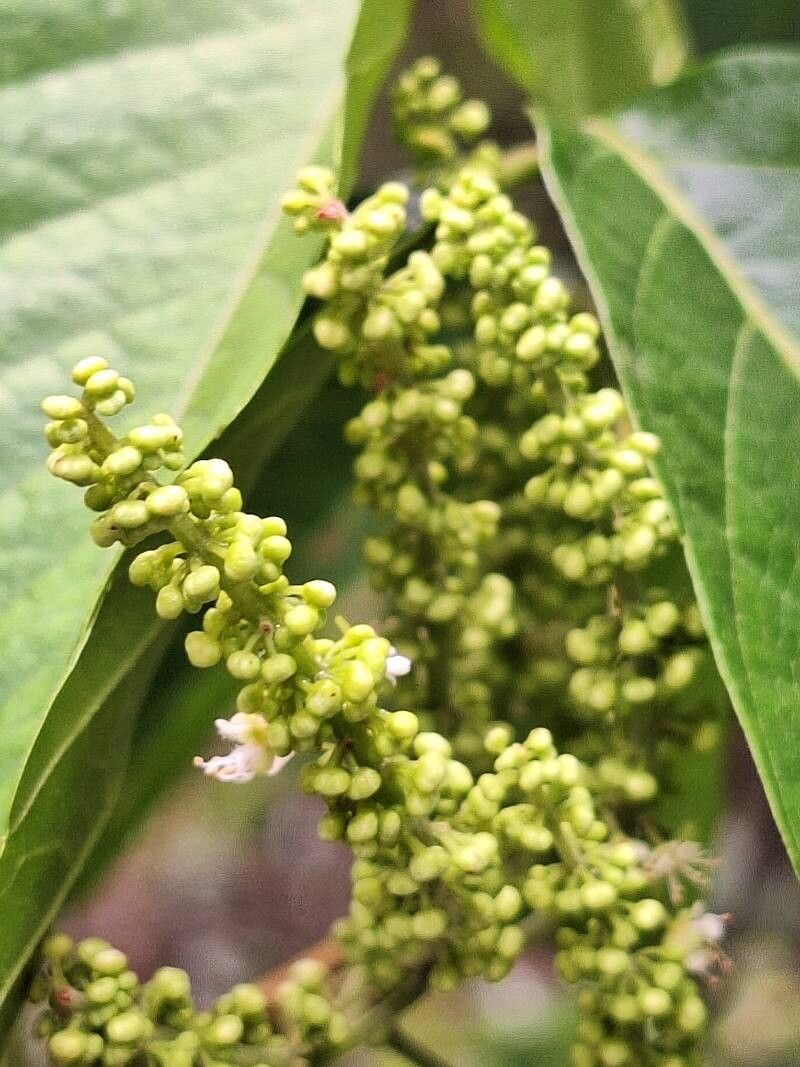 Allophylus africanus flower