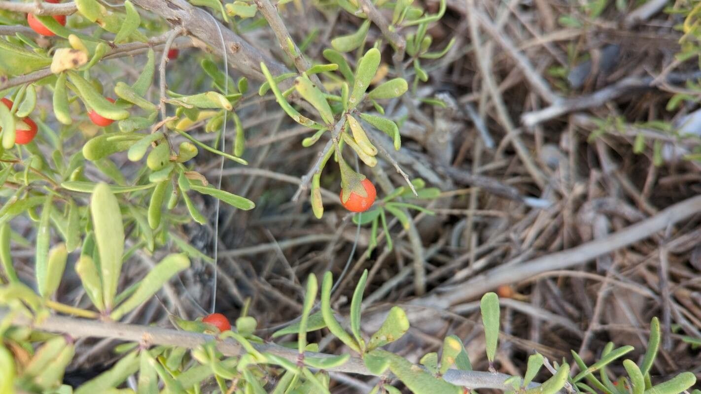 Lycium berlandieri fruit