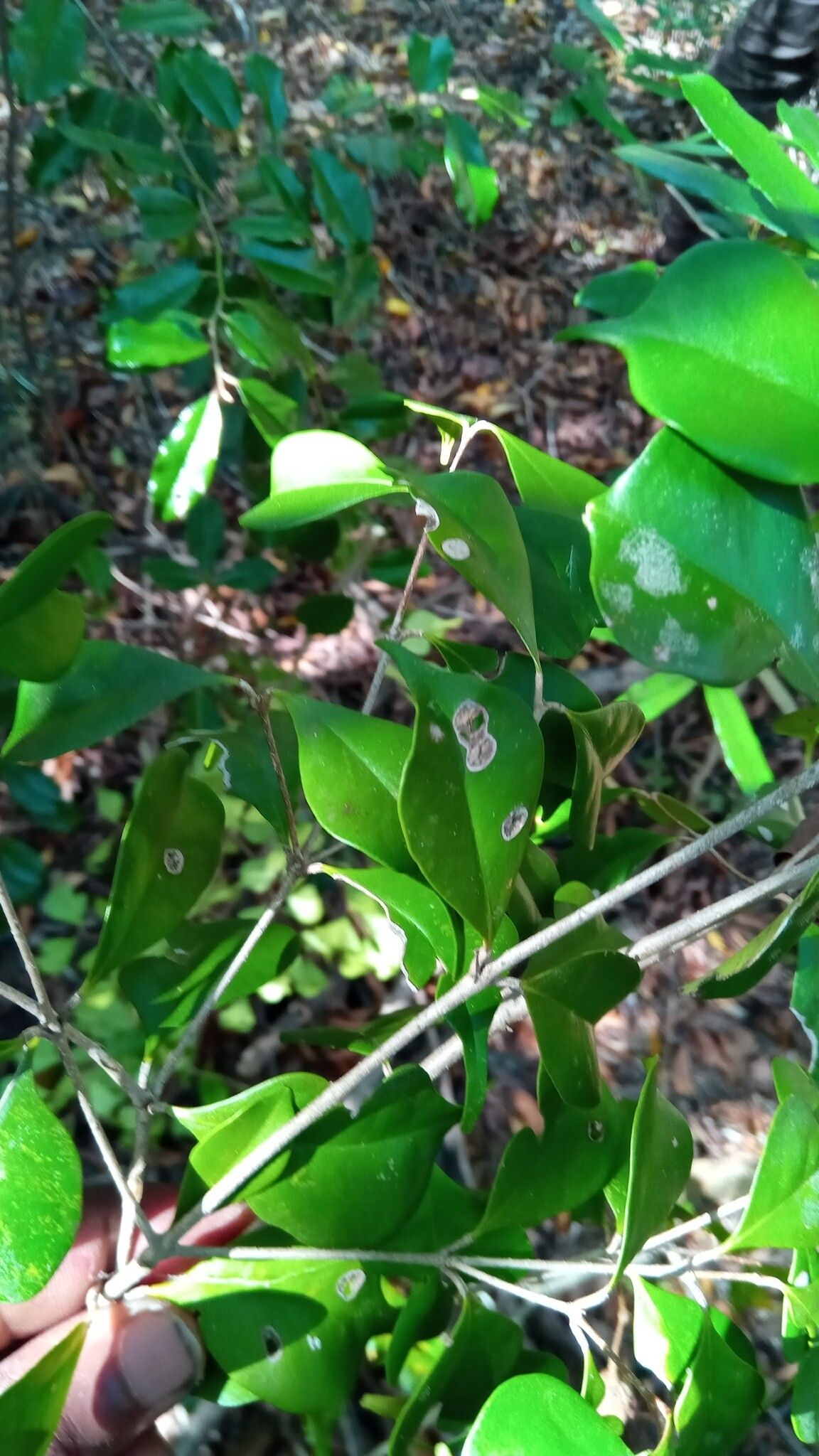 Noronhia obcordifolia — houseplant care guide